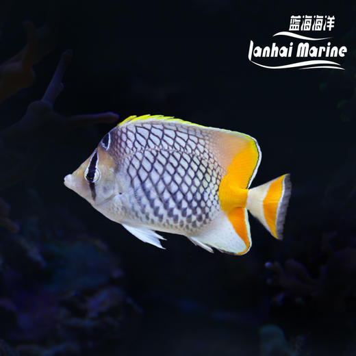 印尼橙尾蝶 商品图0