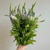 单头鼠尾草1扎多色选择 商品缩略图1