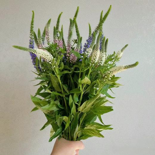 单头鼠尾草1扎多色选择 商品图1