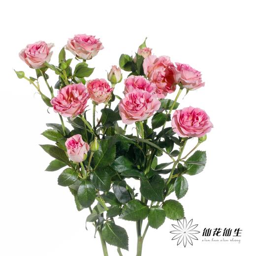 多头玫瑰 | LUV 商品图4