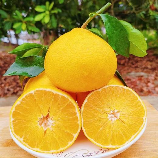 【红美人果冻橙】顺丰到家 酸甜爽口 皮薄肉厚 无籽无核 果肉细腻 畅享果冻般地味觉享受 2种规格任选 商品图2