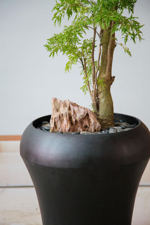 老桩羽叶福禄桐 商品图1