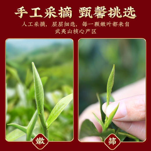 【武夷岩茶 】茶马世家 大红袍茶叶罐装125g 商品图2
