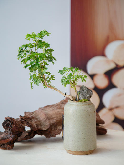 羽叶福禄桐 商品图0