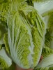 有机大白菜 甘甜可口 | 石嫣农场* Chinese Cabbage | Self-Produced 商品缩略图2