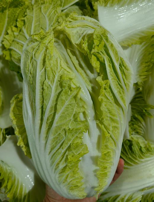 有机大白菜 甘甜可口 | 石嫣农场* Chinese Cabbage | Self-Produced 商品图2