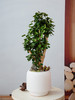 圆叶福禄桐 商品缩略图0