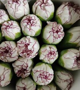 单头康乃馨 | 蝴蝶