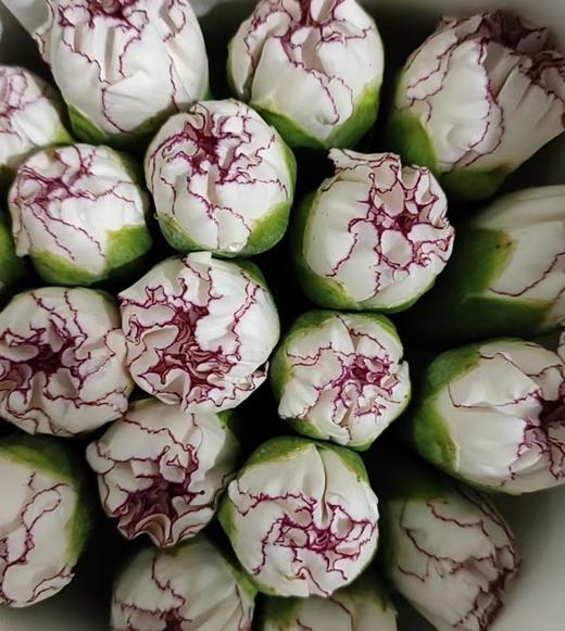 单头康乃馨 | 蝴蝶 商品图0