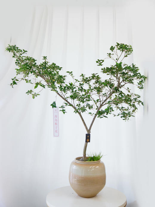 海岛栀子花 商品图0