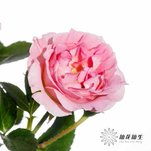 多头玫瑰 | LUV 商品图2