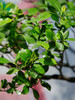 老桩海岛栀子花 商品缩略图1