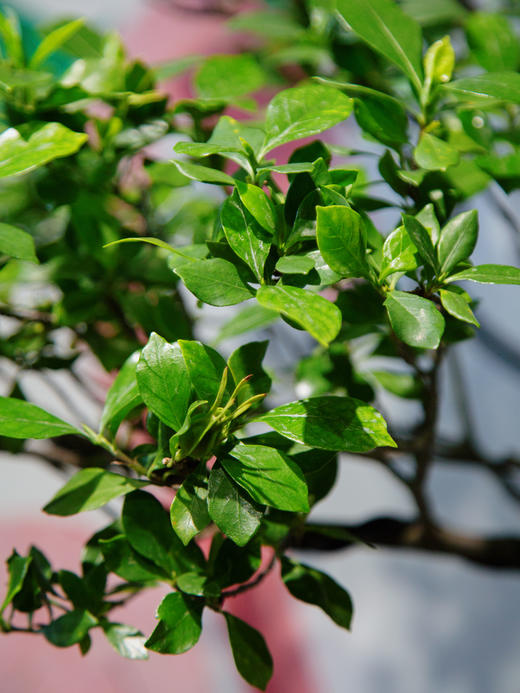 老桩海岛栀子花 商品图1