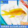 黄紫印/黄宝石Pseudanthias pleurotaenia 商品缩略图0