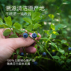 【恒温萃取】北欧 越橘蓝莓粉 5g*14袋*1盒 清洁加工自然配比 商品缩略图1