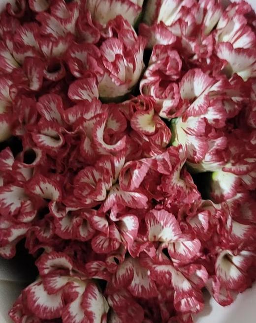 单头康乃馨 | 丽人 商品图0