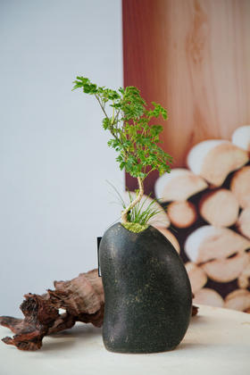 造型羽叶福禄桐