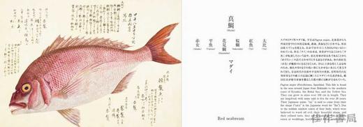 Fishes of Edo / 美し、をかし、和名由来の江戸魚図鑑 / 江户的鱼 商品图4