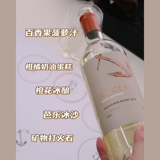 柑橘芭乐奶油冰 | 智利卡萨布兰卡谷 | 安可拉特级珍藏长相思干白葡萄酒 ANCLA Gran Reserva Sauvignon Blanc 2020 商品图2