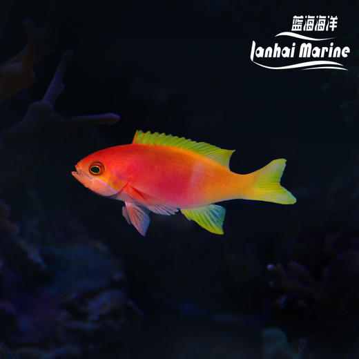 画家宝石 母 商品图0