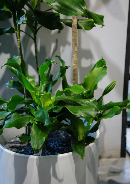 造型螺纹铁 商品图1