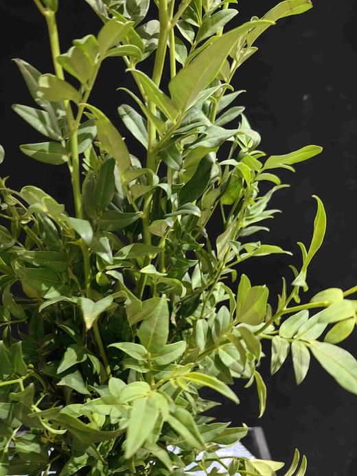 叶材九星叶一扎 商品图8