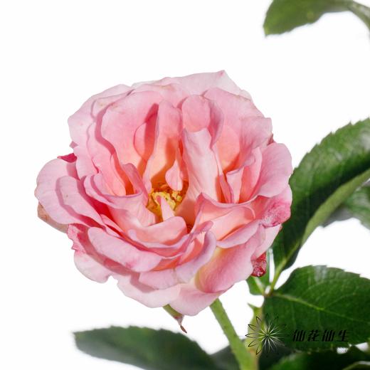 多头玫瑰 | LUV 商品图5