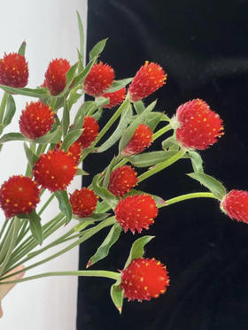 国产花材-【千日红】