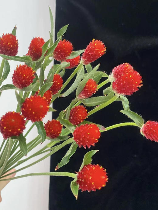 国产花材-【千日红】 商品图0