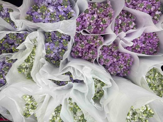 【永恒的爱】紫罗兰（多色可选）约10支/扎 商品图11