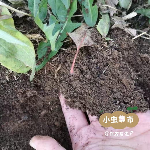 生态满满苹果 4-4.5斤| 合作农友生产，产自山东烟台，生产者：李立君 *【公平贸易农人定价】 商品图12