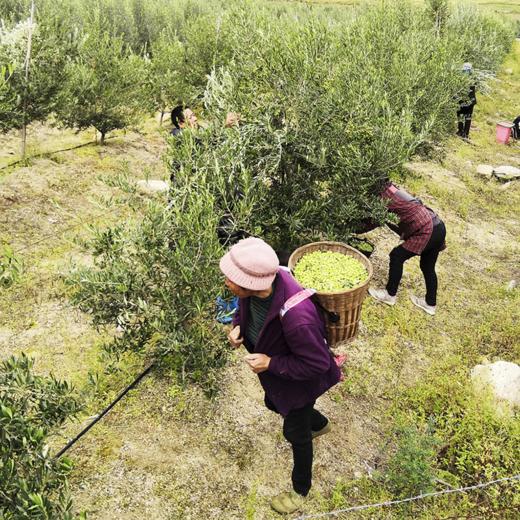 【有机橄榄油】真正的特级初榨橄榄油，酸度≤0.5%，远超国际≤0.8%标准，纯物理冷榨，有机认证！ 商品图5