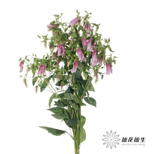 配花 | 紫斑风铃 商品图1