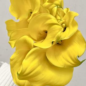 丽江马蹄莲 | 变异阳光艺术