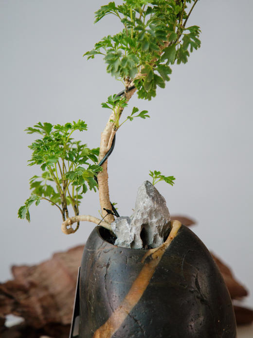 造型羽叶福禄桐 商品图1