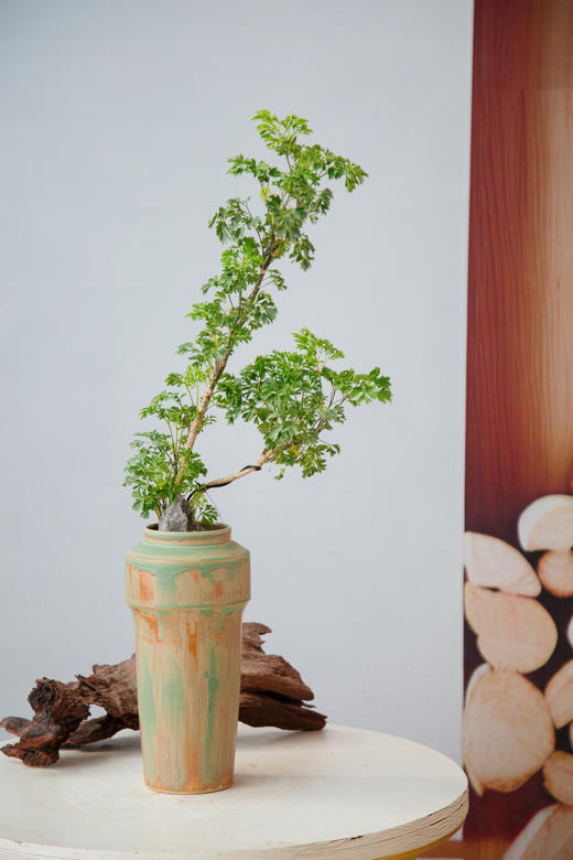 造型羽叶福禄桐 商品图0