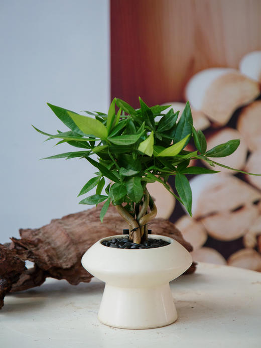 奇趣发财树 商品图0