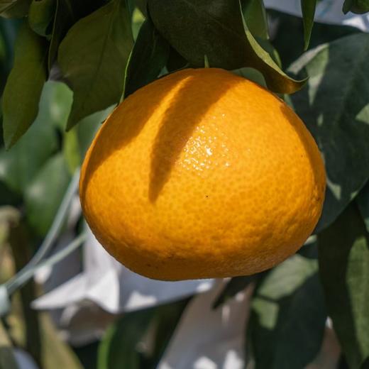 【果蔬精选】漳州红美人桔柚 日本育种引进 纯甜无渣 桔子与柚子的结合体 不催熟不打腊 自然成熟 拯救你的味蕾 商品图5