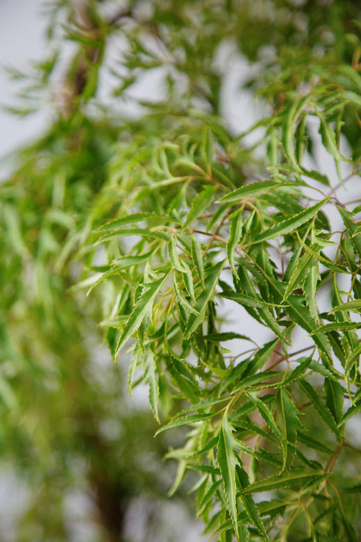 老桩羽叶福禄桐 商品图2