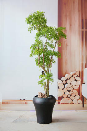 老桩羽叶福禄桐