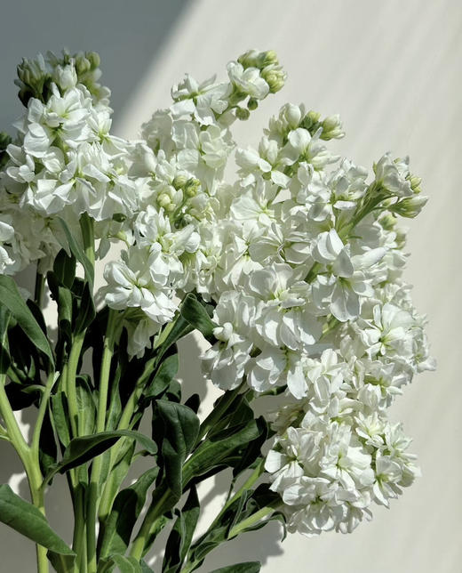 【永恒的爱】紫罗兰（多色可选）约10支/扎 商品图5