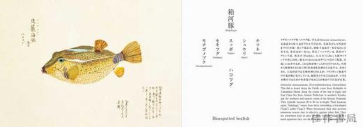 Fishes of Edo / 美し、をかし、和名由来の江戸魚図鑑 / 江户的鱼 商品图2