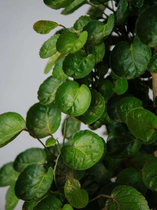 圆叶福禄桐 商品图2