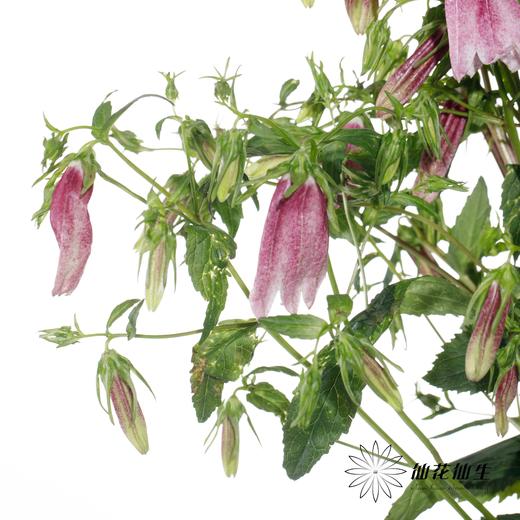 配花 | 紫斑风铃 商品图4