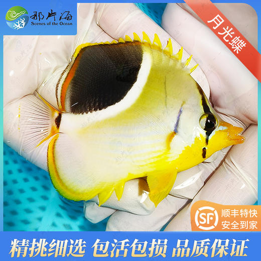 月光蝶Chaetodon ephippium 商品图1
