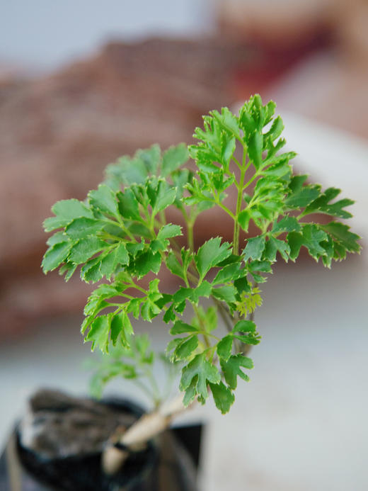 羽叶福禄桐 商品图1