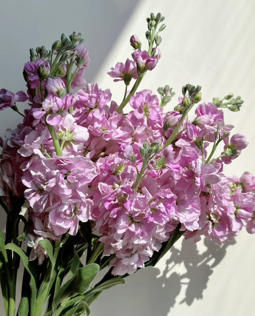 【永恒的爱】紫罗兰（多色可选）约10支/扎 商品图4