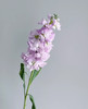 【永恒的爱】紫罗兰（多色可选）约10支/扎 商品缩略图10
