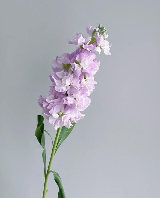 【永恒的爱】紫罗兰（多色可选）约10支/扎 商品图10