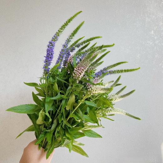 单头鼠尾草1扎多色选择 商品图2